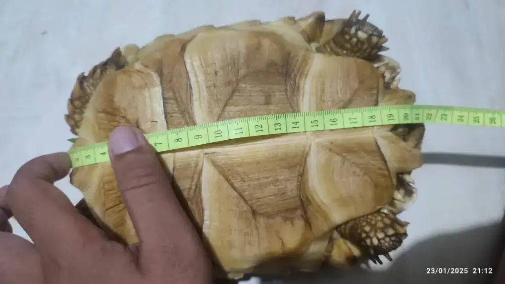 Jual sulcata 23.5 cm up