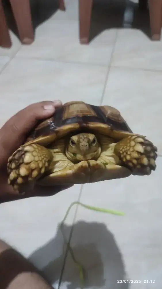 Jual sulcata 22cm up
