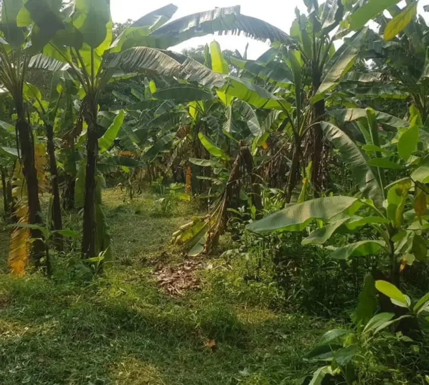 Tanah balaraja timur tangerang