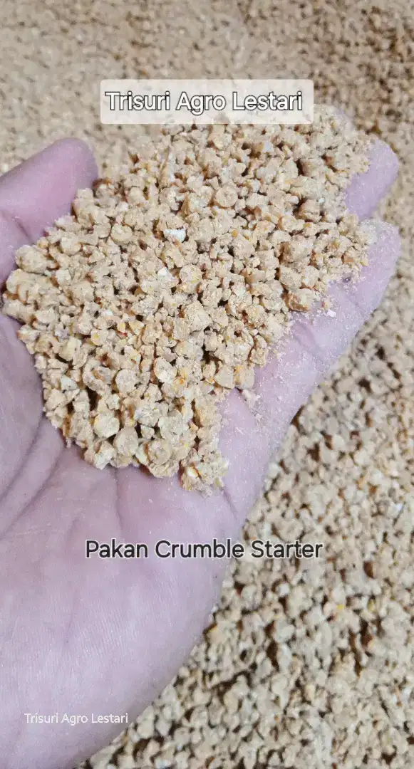 Pakan Ayam Kampung Pedaging Starter