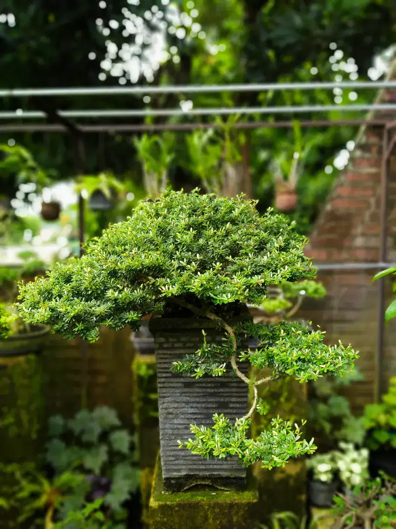 Jual bonsai saisimbur Vietnam