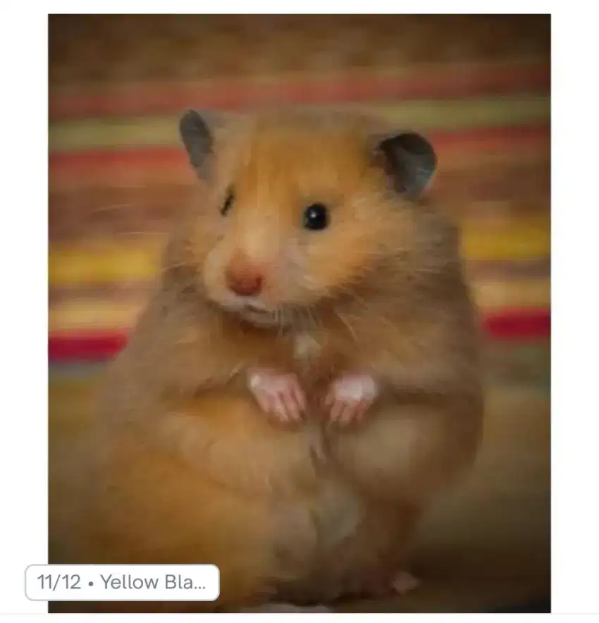 hamster super jinak