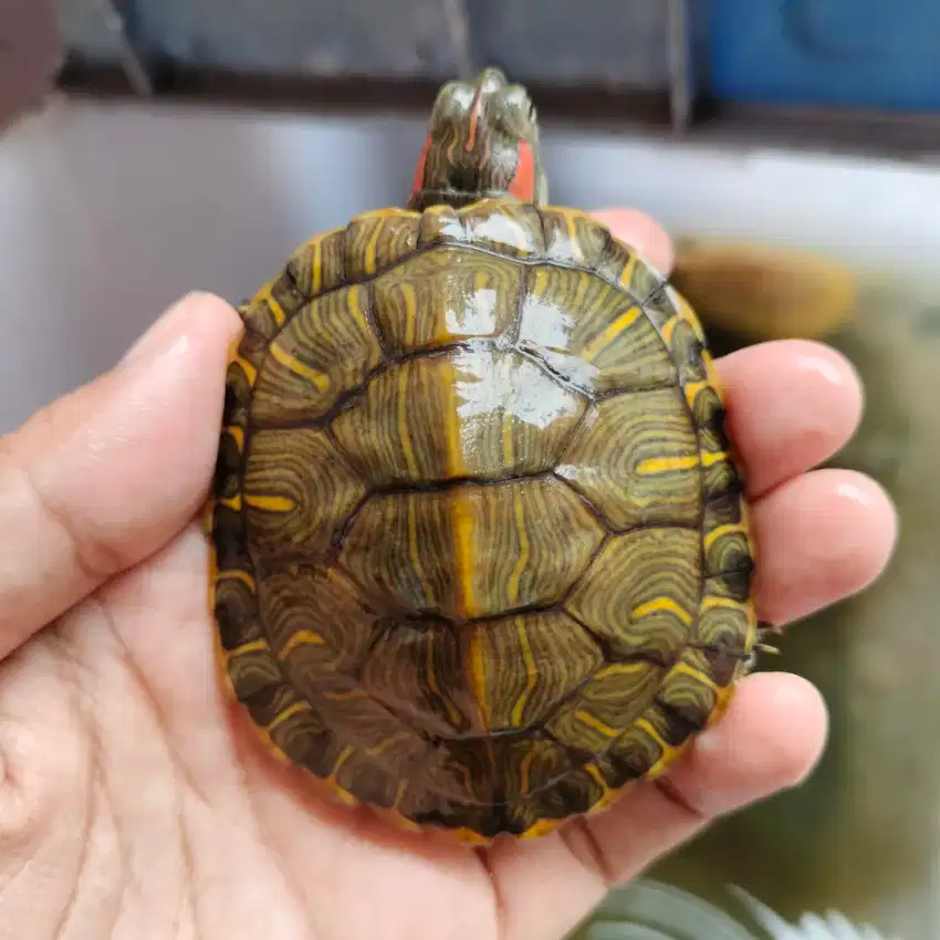 Dijual Kura Air Red Eared Slider (RES) – Ukuran 7 cm