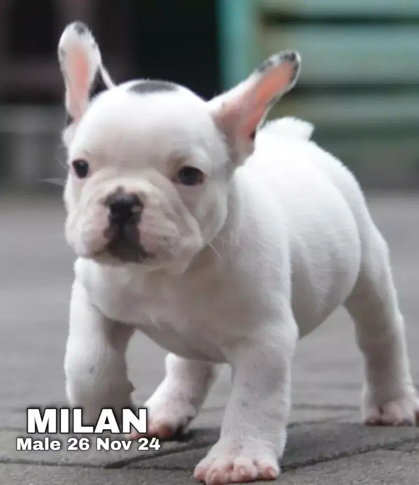 French bulldog anakan puppies