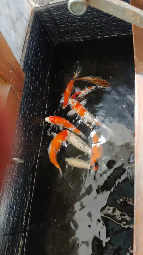 Koi blitar TOP MARKOTOP