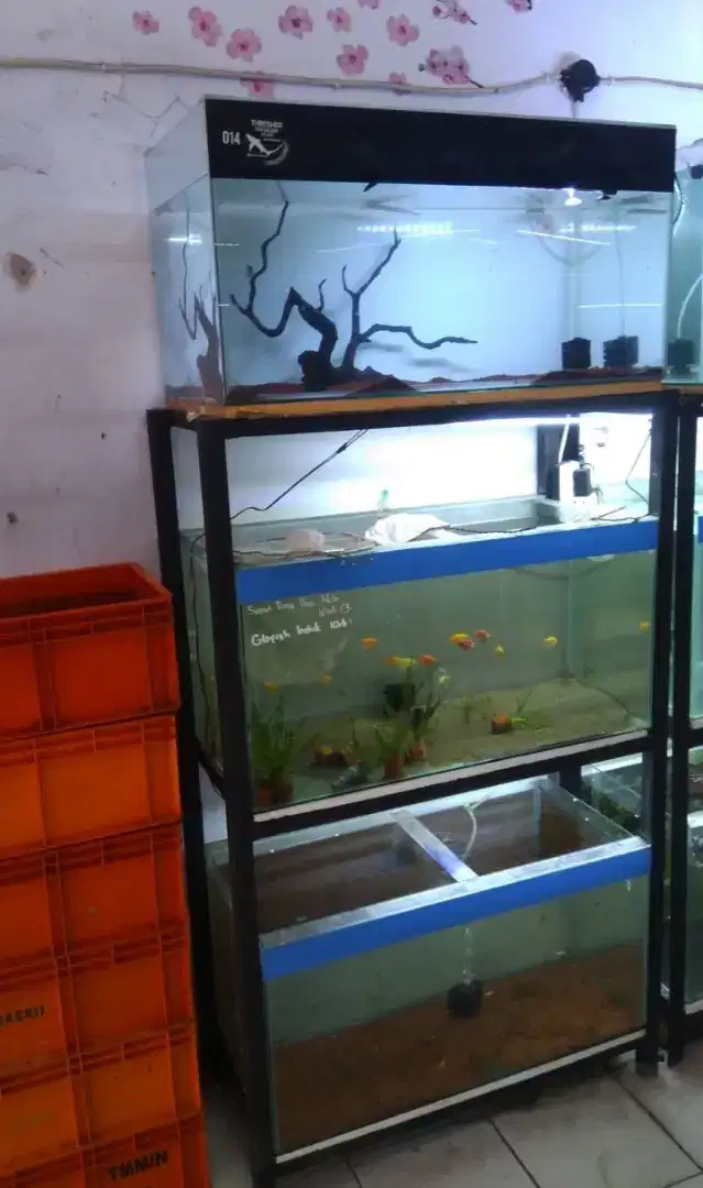 Aquarium 80cm 3 pcs dan rak besi nya