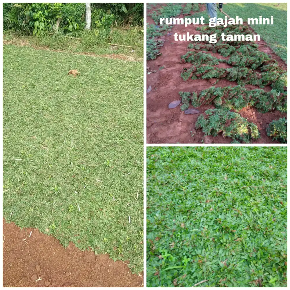 Rumput gajah mini