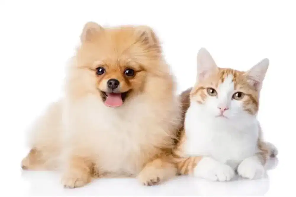 GROOMIMG HOME SERVIS