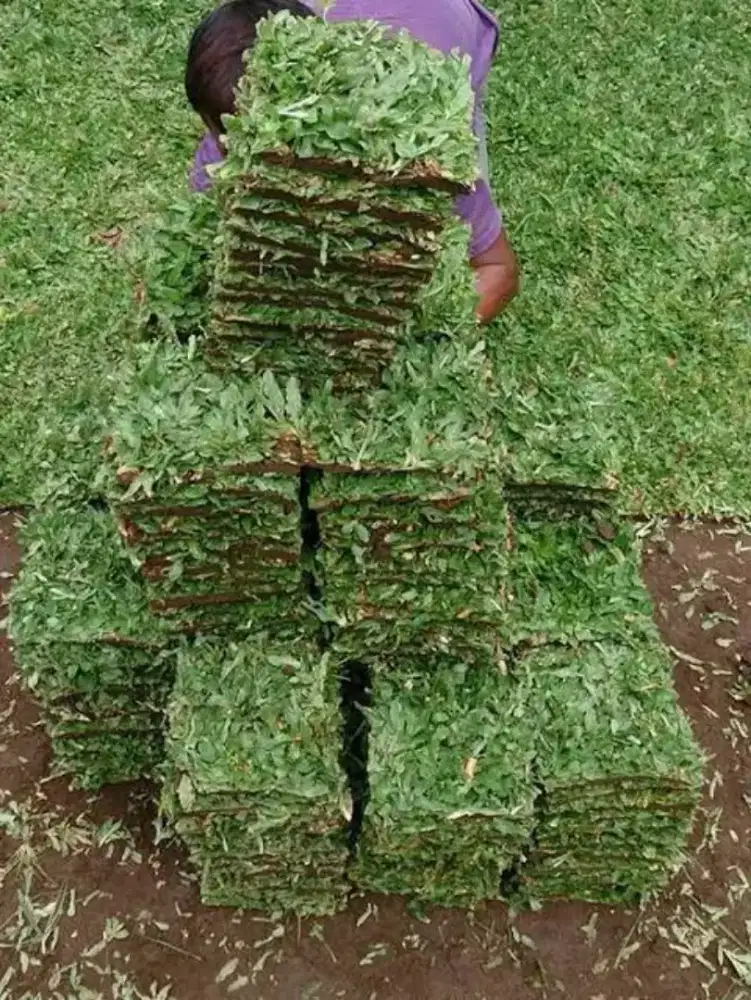 Jual rumput gajah mini permeter