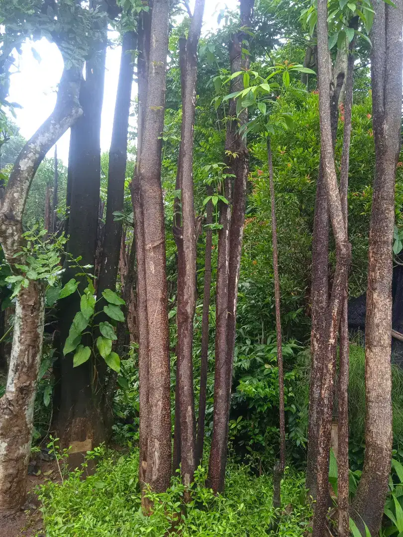 Pule hitam beruping lingkar 2 meter..