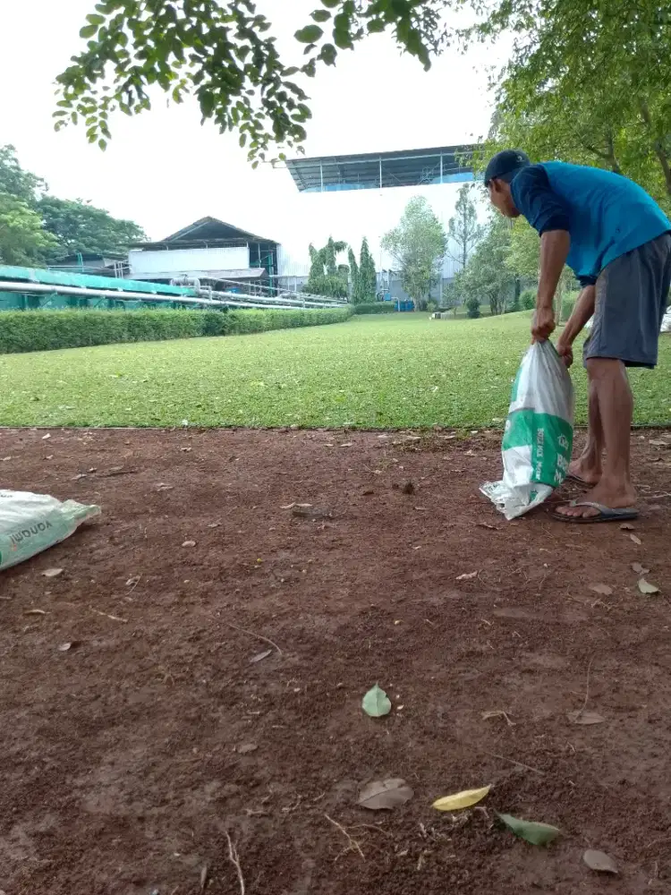 Jual rumput gajah mini