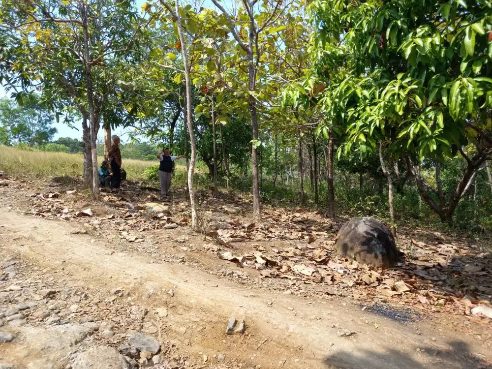 dijual murah tanah kebun pohon jati pantai santolo cikelet garut