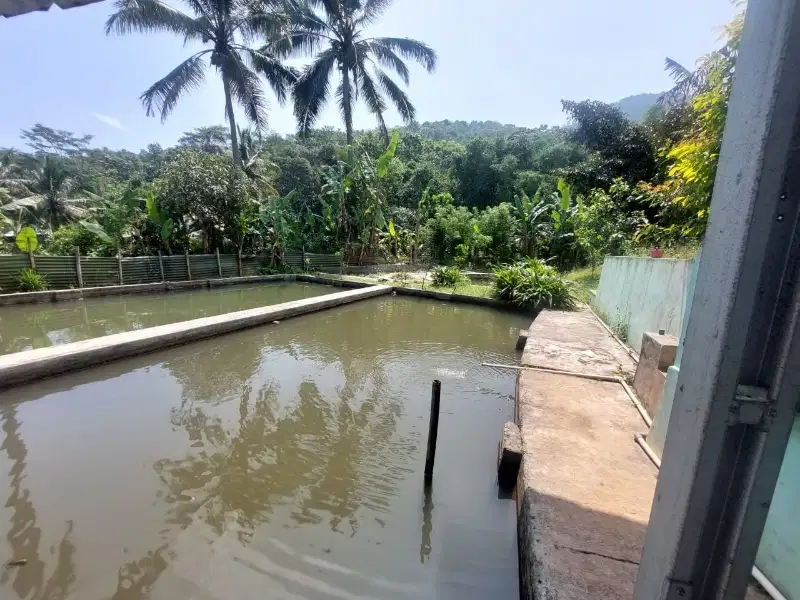 vulla kolam cicalengka masuk mobil pinggir jalan desa