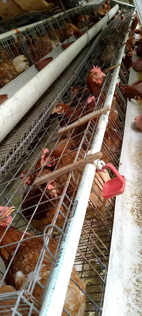 Jual ayam petelur umur 15 Minggu dan siap produksi