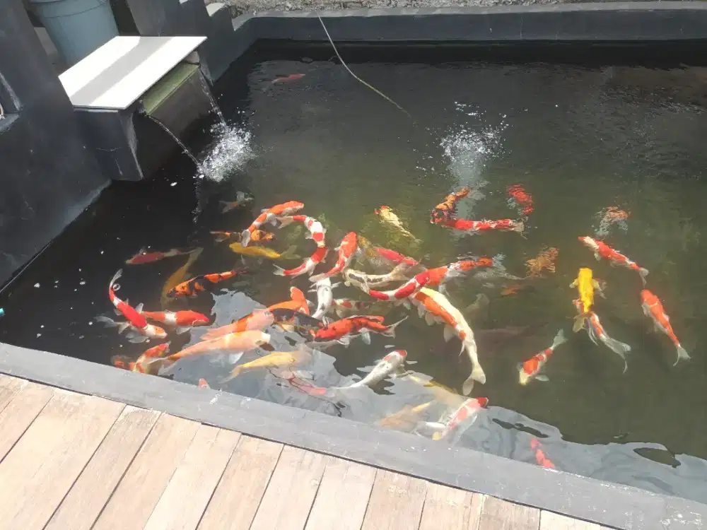 Menjual ikan koi, harga sesuai kualitas dan berbagai ukuran