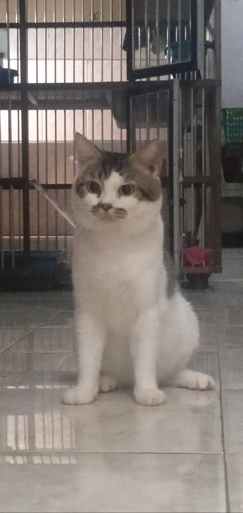 Kucing BSH Jantan Proven