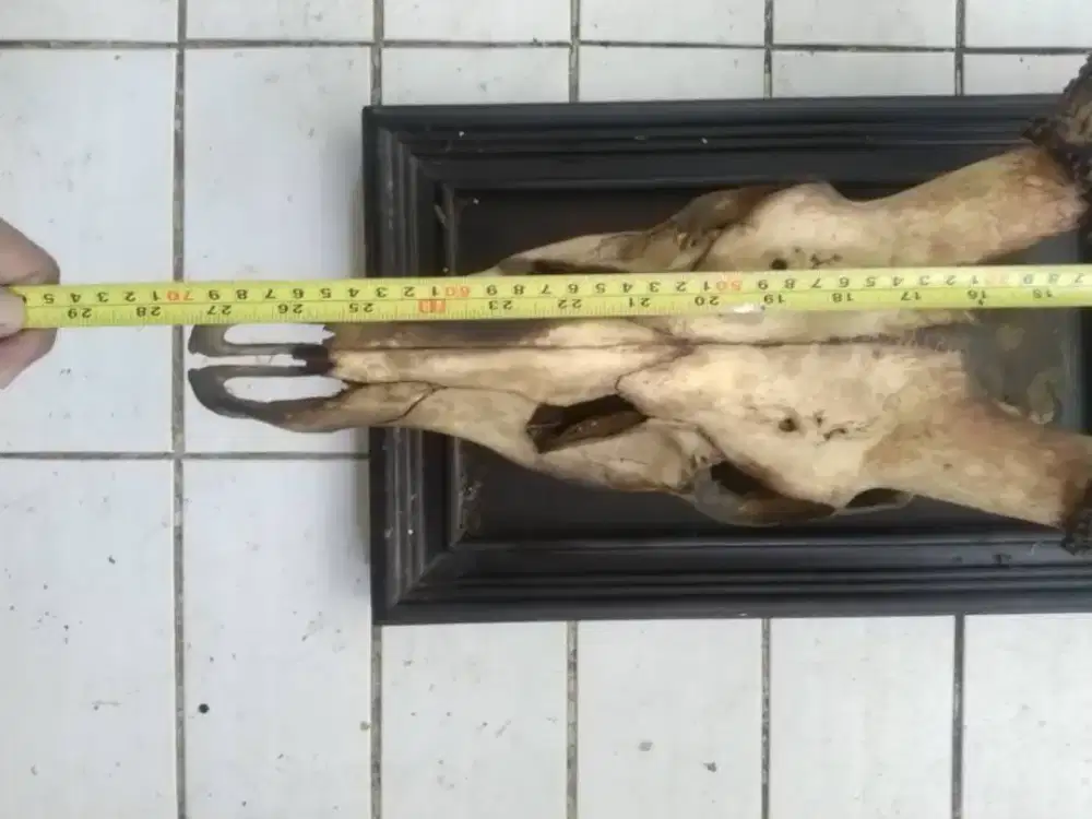 Pajangan TanRus 3 cabang