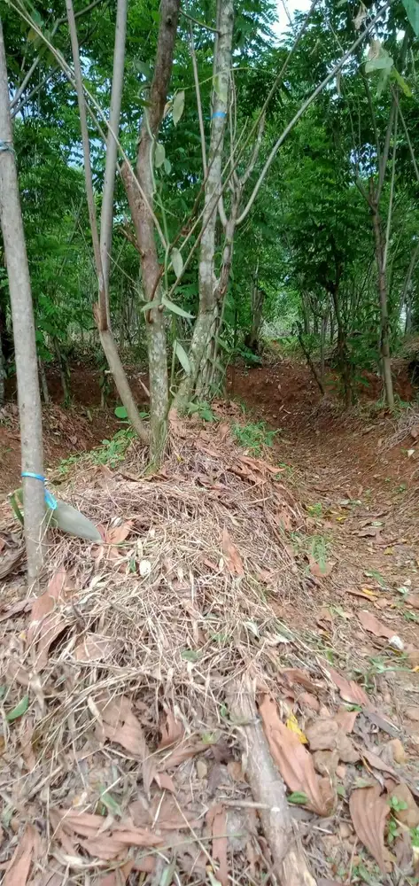 Jual kebon vanili, tanaman vanili tumbuh dengan baik