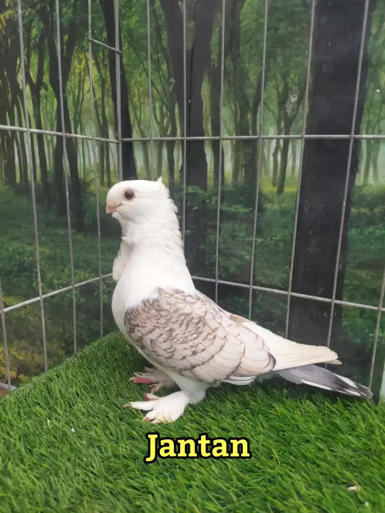 Burung Hias // Merpati Hias Cof Santinet Indukan Jantan.