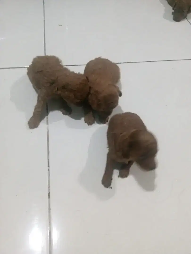 Anak anjing pudel usia 2 bulan