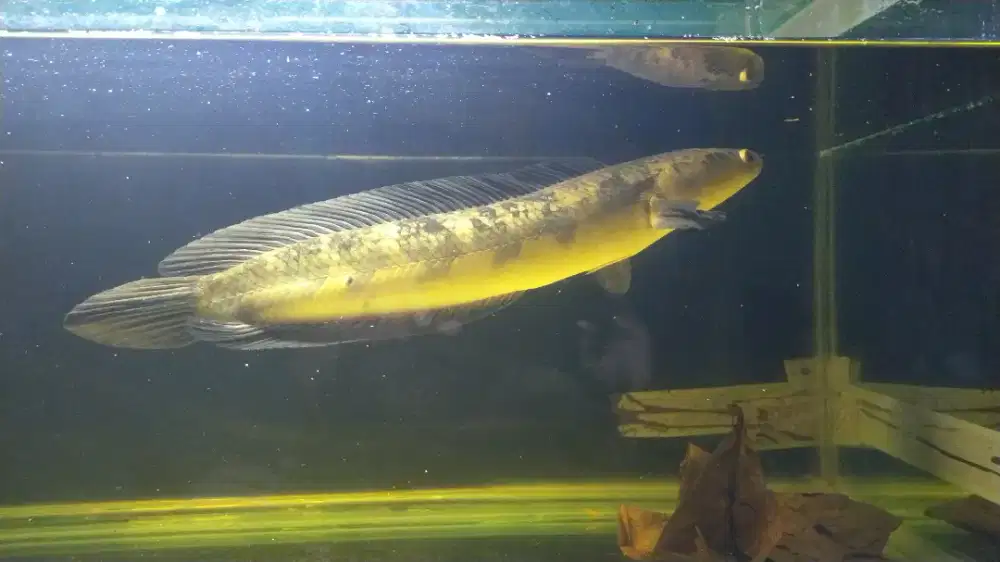AQuarium dan ikan Chana yellow Sr