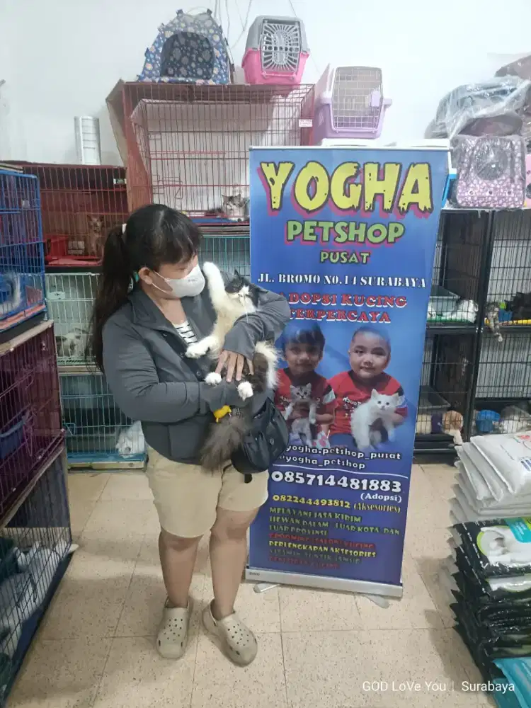 Penitipan Kucing dan Grooming mandikan kucing