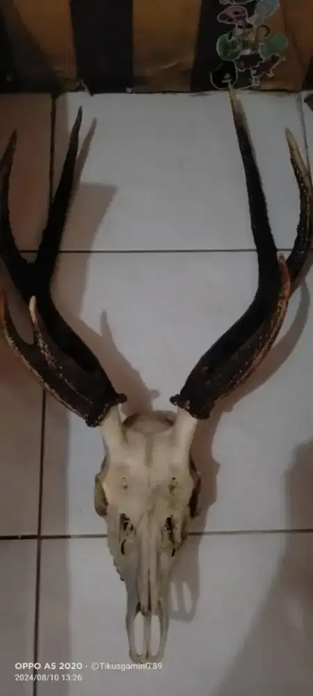 Jual Pajangan tanduk Hiasan rumahan