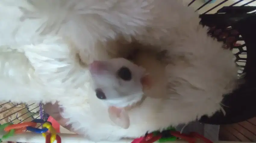 Sepasang sugar glider jenis Joey cream
