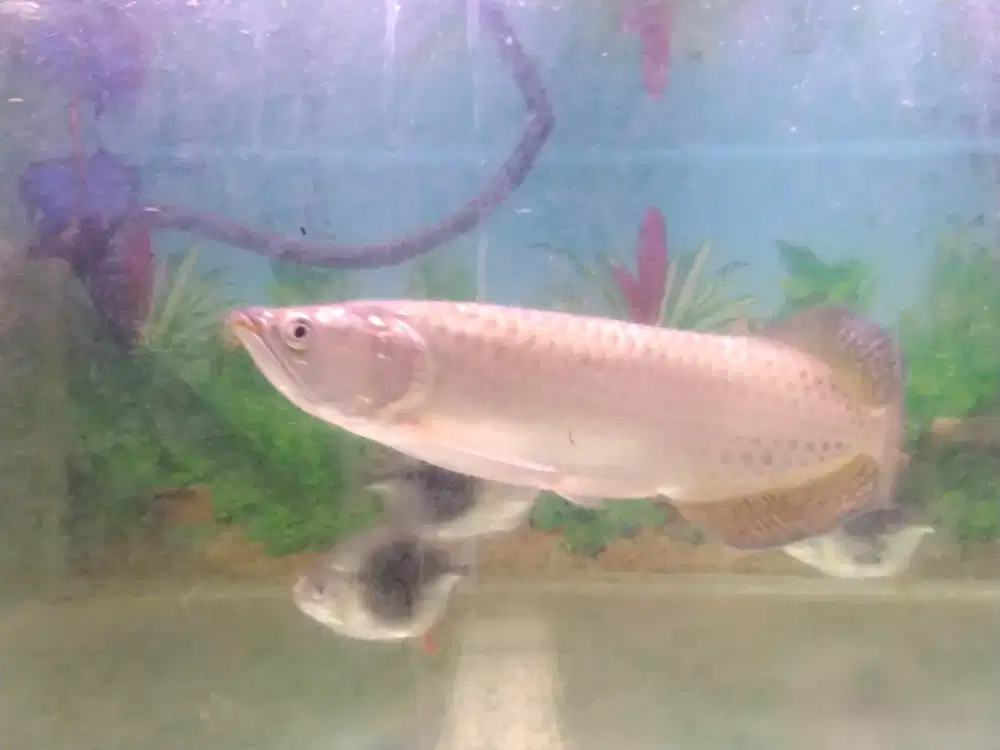 Ikan Blackberry dan Predator