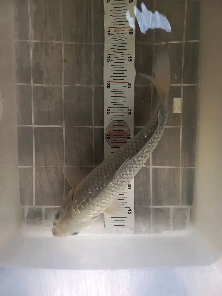 Koi soragoi ginrin 40cm