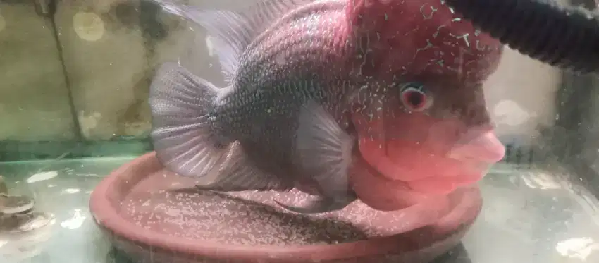 Ikan Louhan SRD ajib