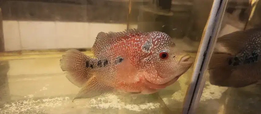 Louhan Cencu merah