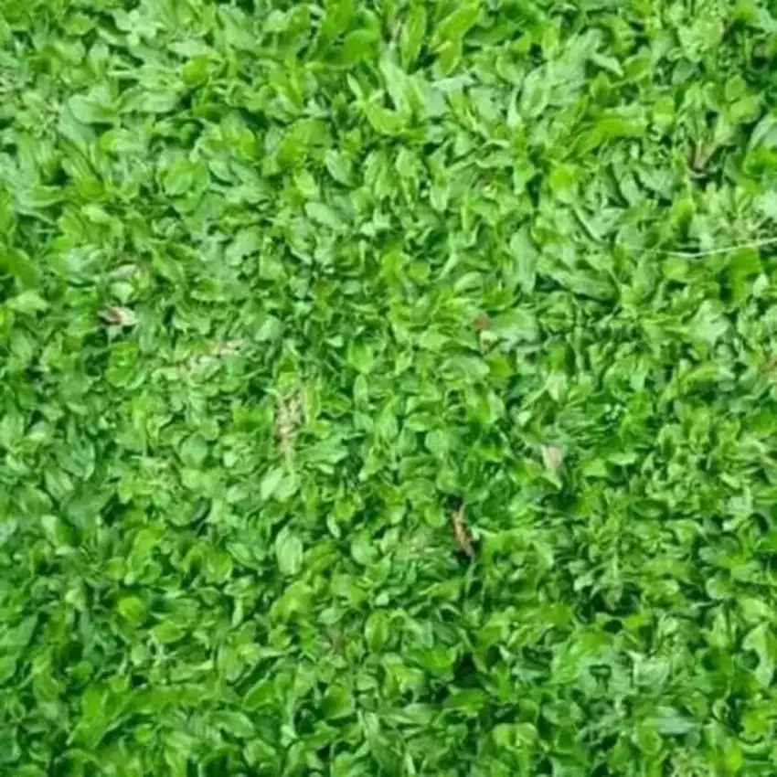 Rumput gajah mini