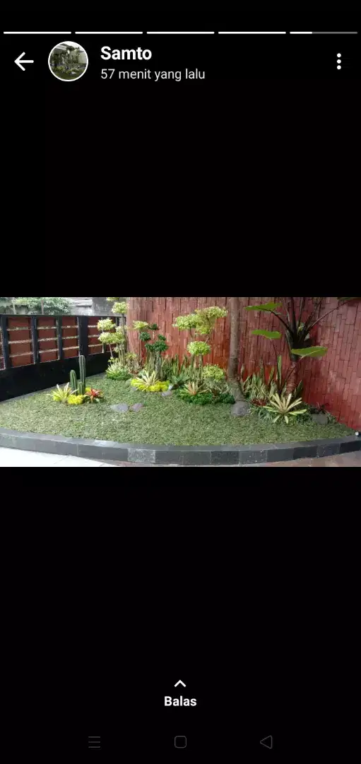 Rumput gajah mini+tanam