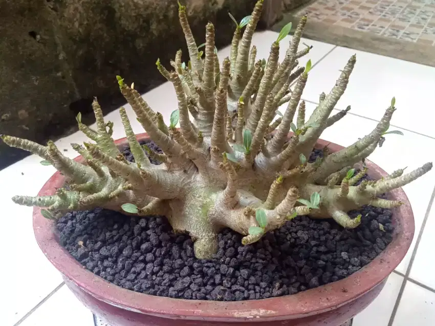 Bonsai Adenium Arabicum Godji Monster
