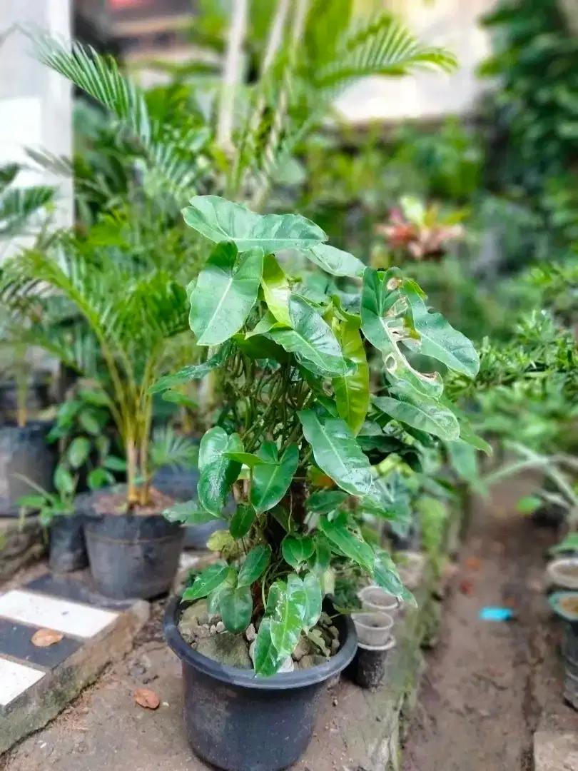 Jual tanaman hias sultan philodendron