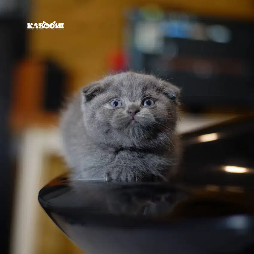 Scottish Fold & British Shorthair Kitten Jantan, Betina