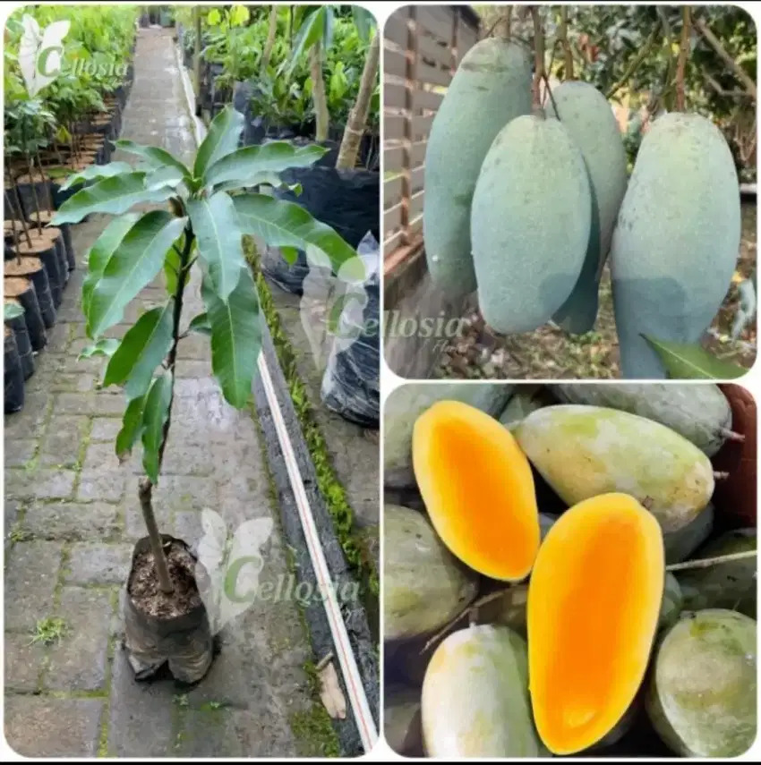 Bibit Buah Mangga Kiojay Thailand Siap Tanam Cepat Berbuah