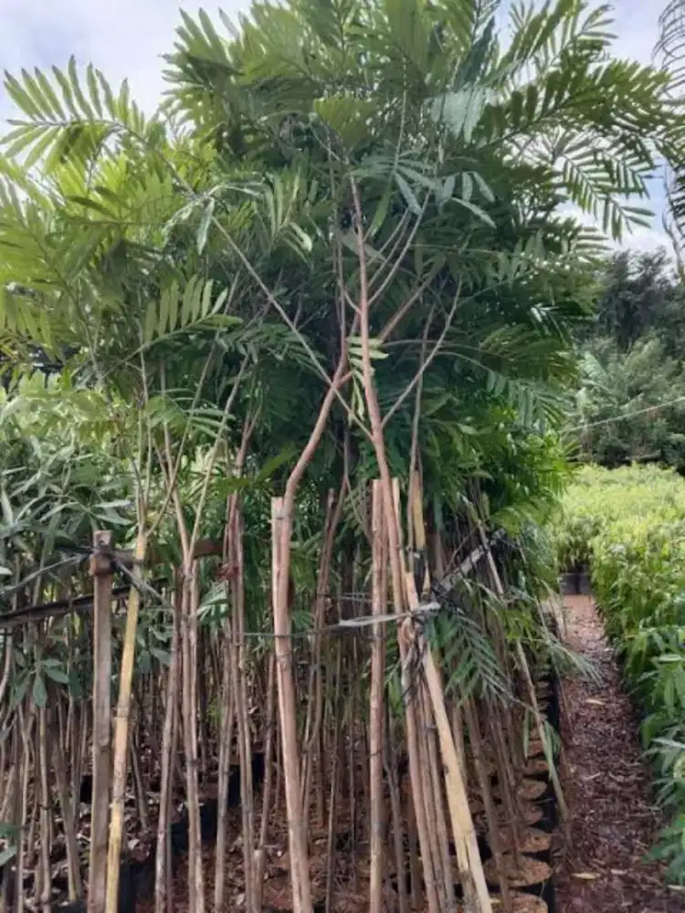 pohon kiara payung tinggi 2 meter up