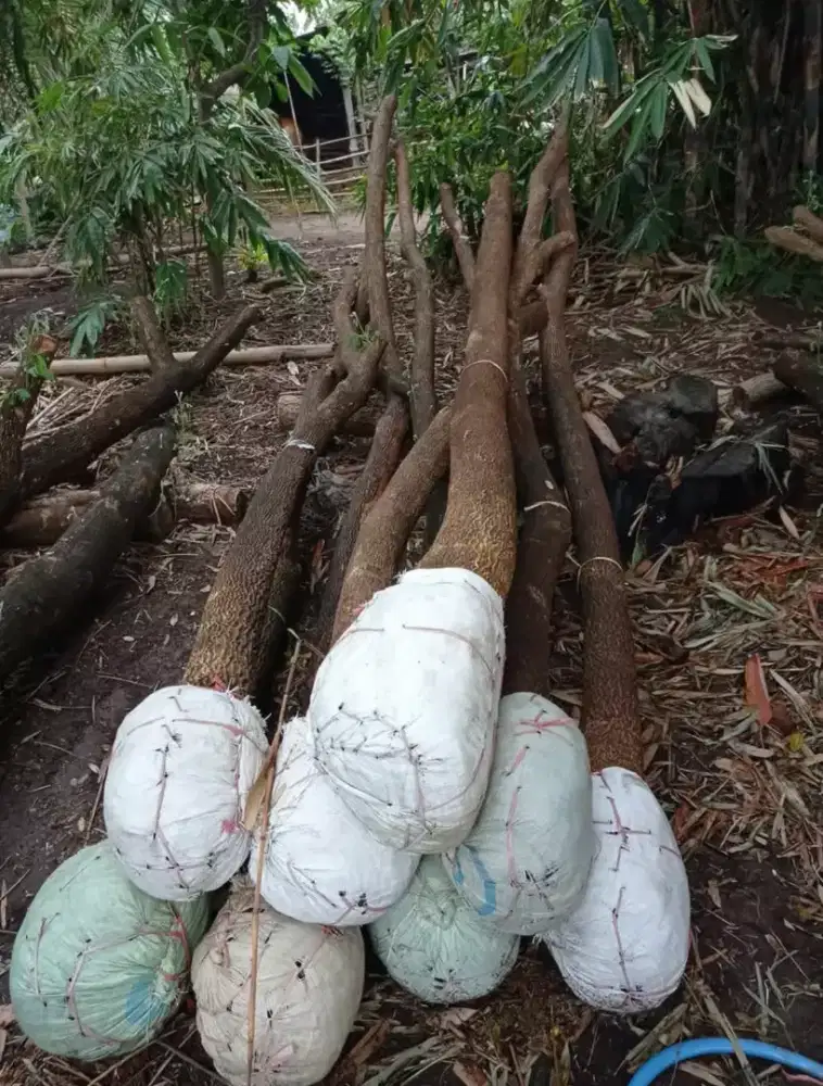 pohon trembesi tinggi 4 meter up