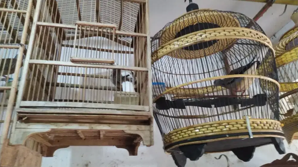 burung tekukur gacor kuk 1