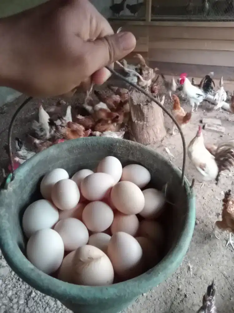 Telur ayam kampung