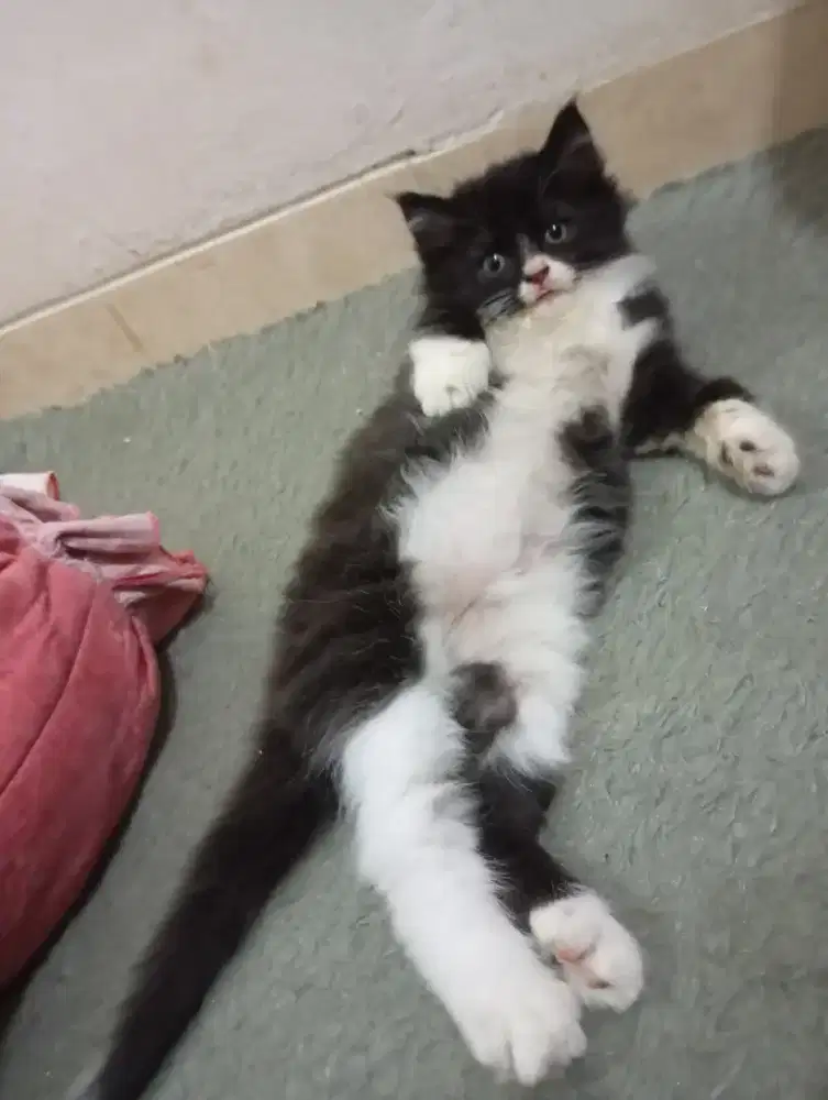 Kucing kitten Persia long hair
