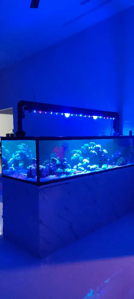 Aquarium Air laut