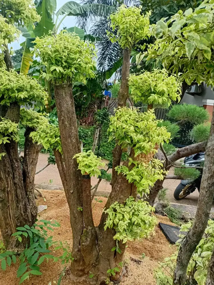 Anting putri dan tanaman hias