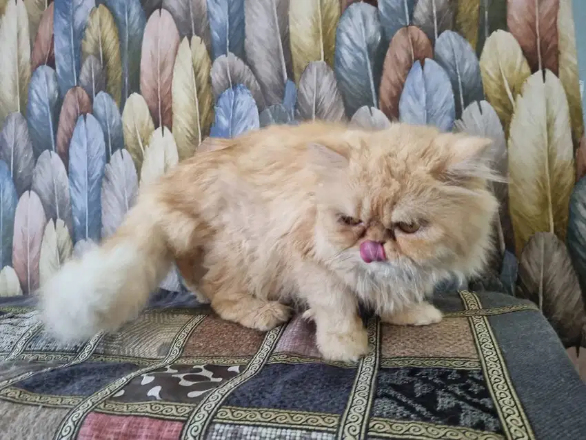 Alih adopsi kucing persia peaknose (pesek)