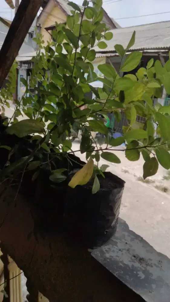 Bidara Arab Bidara arab