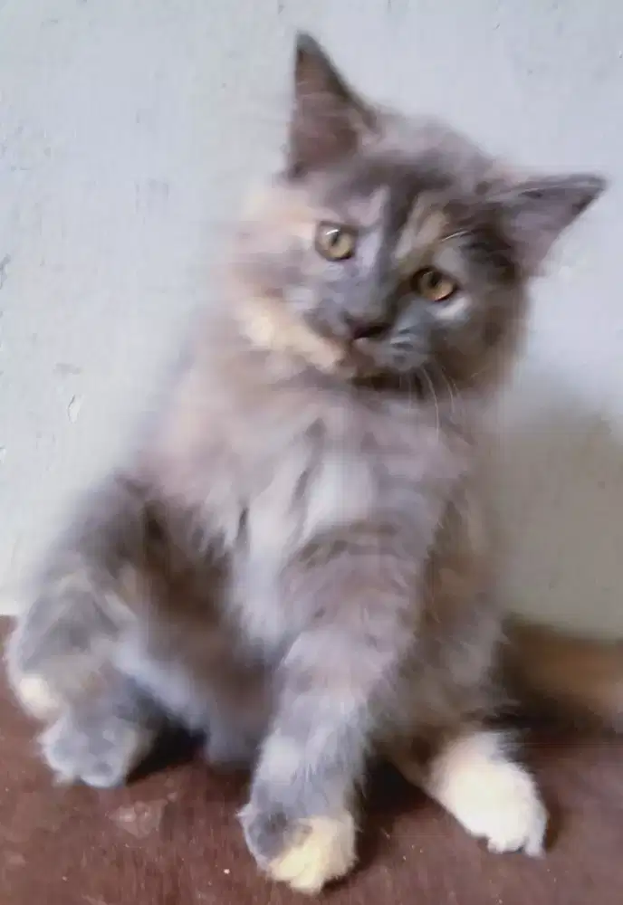 Persia Long Hair Smoke Grey