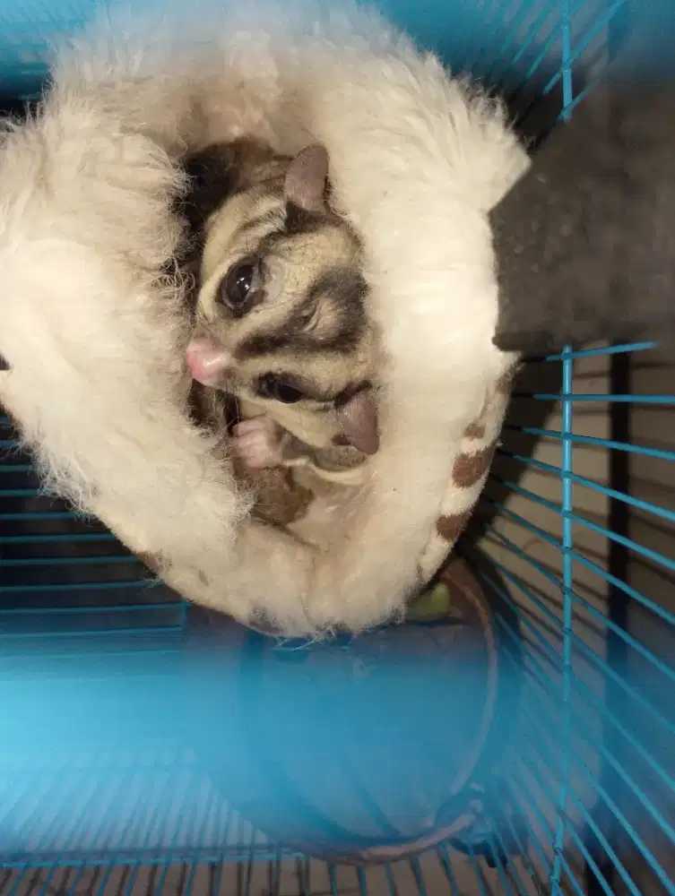 Jual Murah lengkap Sugar Glider kandang dll.
