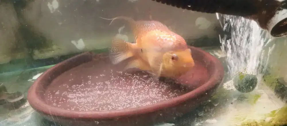 Louhan golden base Female sdh sering bertelur